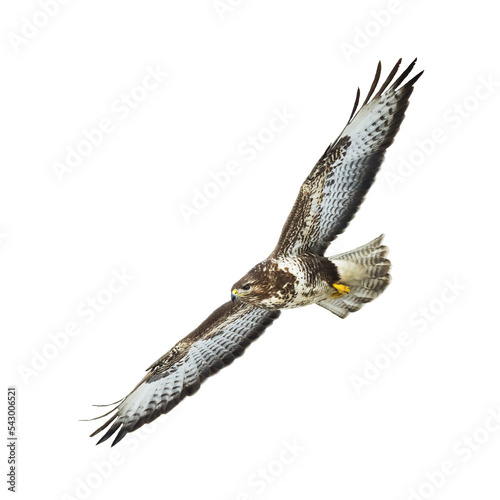 Birds of prey - Common buzzard Buteo buteo flying, hawk bird, predatory bird close up flying bird isolated on white background photo