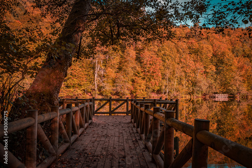 wooden bridge in autumn forest © osman