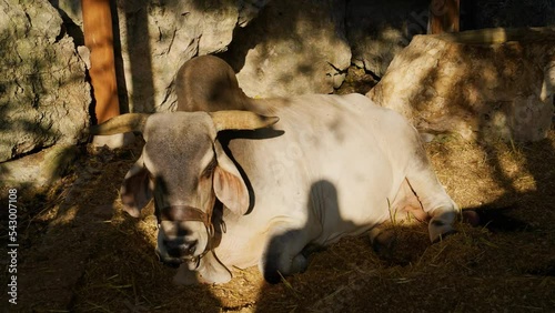 Zebu bull lying on a straw and chewing something. Video was taken in Mexico, Yucatan, Xcaret park.  photo