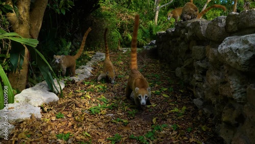 Coatis, also known as coatimundis in Xcaret Park. The video shows coati moving freely on the territory of Xcaret Park in Mexico photo