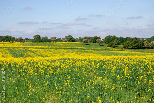 Rapeseed fields panorama. Blooming yellow canola flower meadows and blue sky with clouds. High quality photo
