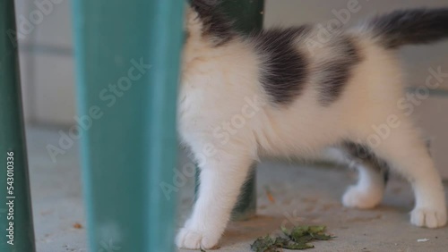 Kitten cobweb and spider branch with leaves closeup