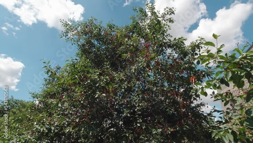 A tree with cherries berries in garden