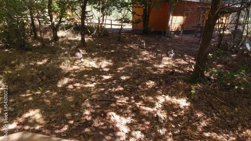 The lemur family in the park