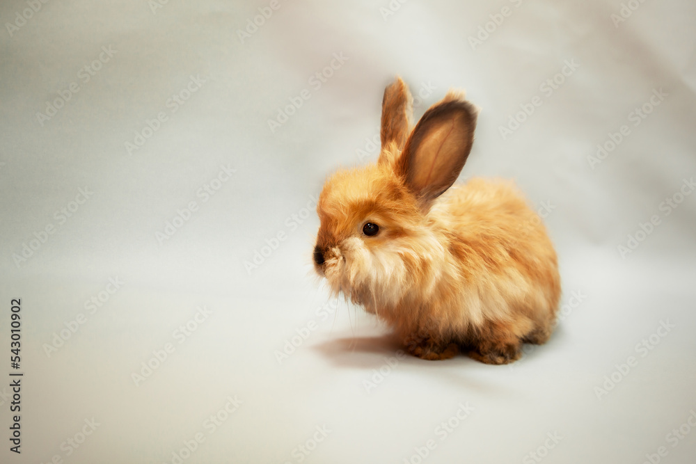 Obraz premium Cute little red rabbit on a lilac background, looking curious. Charming pet. Easter bunny, red rabbit for advertising, copy space.