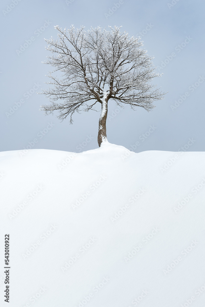 Fototapeta premium Minimalist winter landscape with lone tree