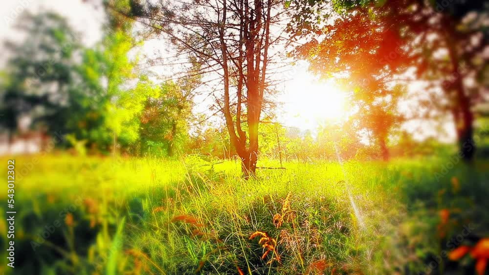 sunlight through the trees of the forest