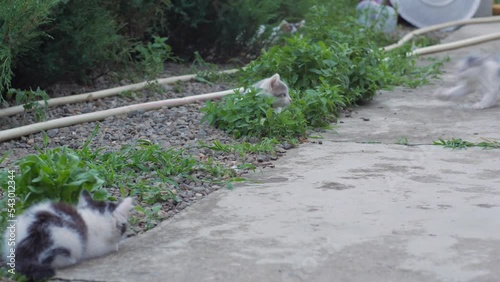 Kittens run and jump playing in the yard