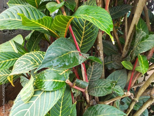 green leaves background