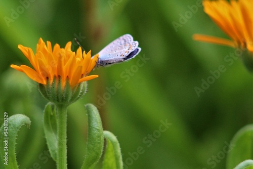 butterfly on flower © стрекоза