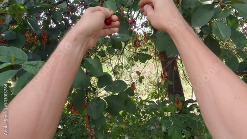 Hands picking cherries POV slow motion work in the garden