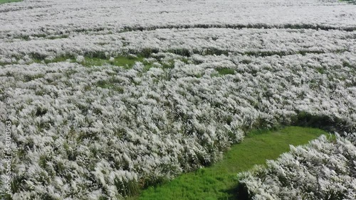 Kans grass, Catkins, Kashful are usually seen along the river banks during autumn in Bangladesh. photo