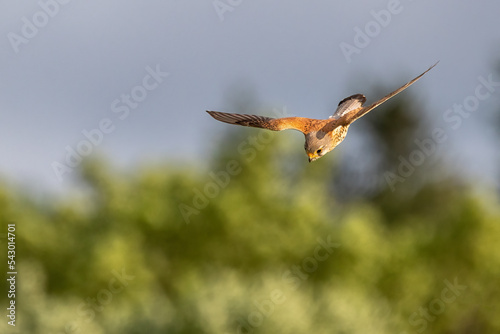 hummingbird in flight