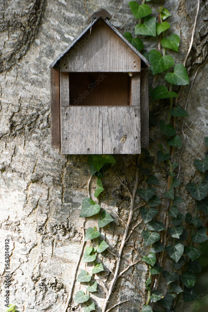 Empty wooden bird box on a large old tree with ivy growing on it. 