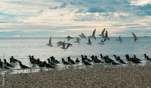 Flock of birds preparing to fly over a river in New Zealand for migration