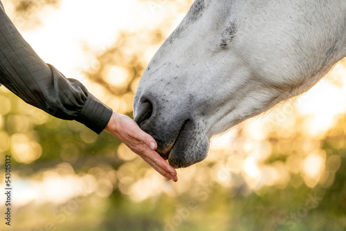 Friendship bond and connection between humans and horses soft touch with hand and nose