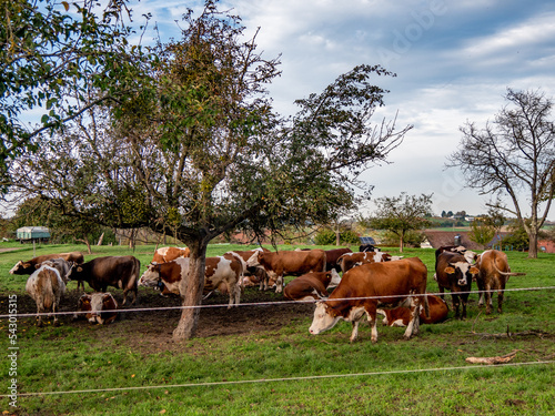 Kühe und Rinder auf der Weid © focus finder