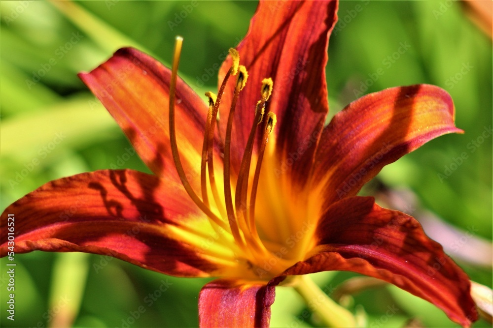 orange lily flower
