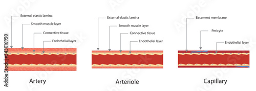 Artery, arterioles and capillary blood vessel cross section ilustration.
