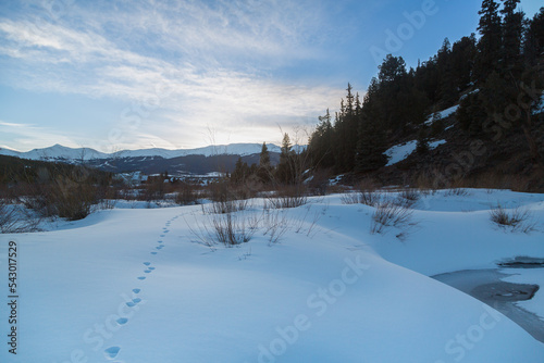 Small animal tracks leading off into distance in deep snow. Colorado Rocky Mountains