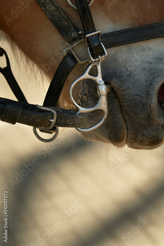 A horse and his bit mouthpiece in central park new york city