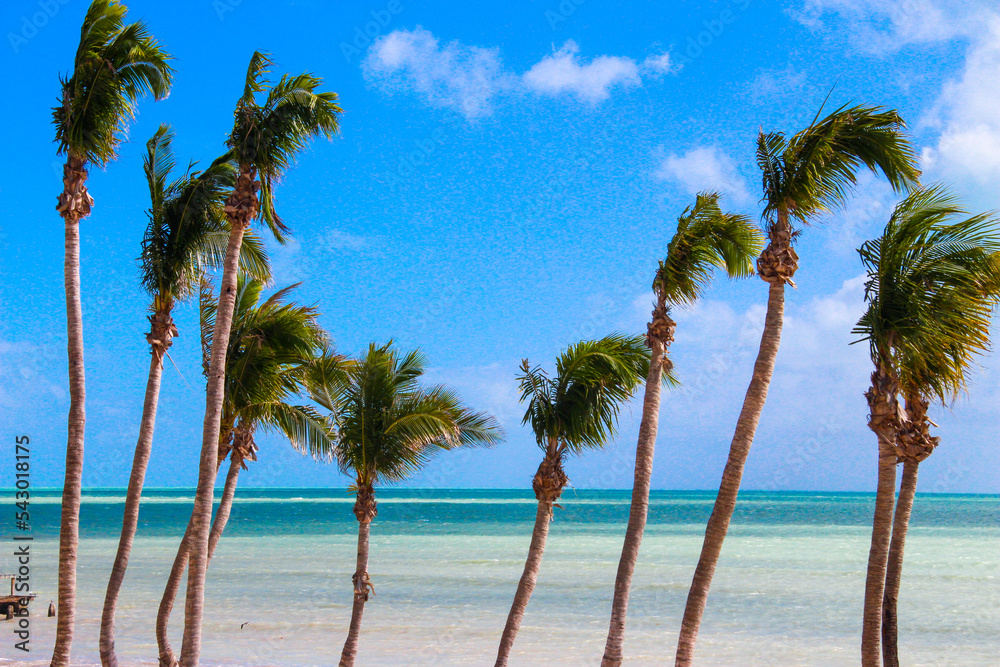 Obraz premium Key West Wind