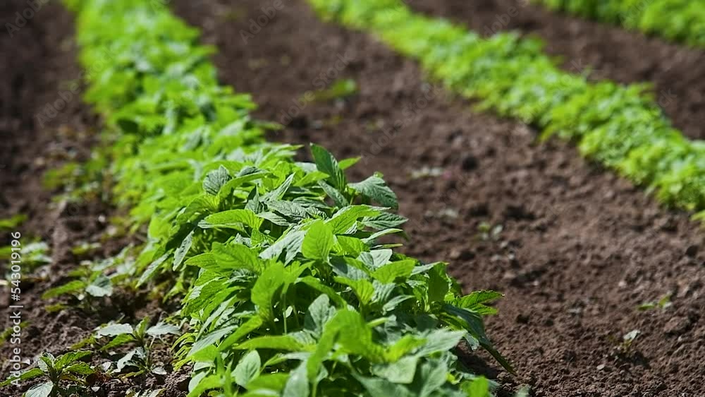 Amaranth bushes are grown in an agricultural field on a farm Amaranth bushes are grown in an agricultural field on a farm