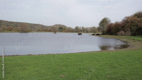 Lake surrounded by grass with a Galloway cattle entering water and group lying on shore at Eijsder Beemden Nature Reserve, trees in the background, autumn day in Eijsden, South Limburg, Netherlands photo