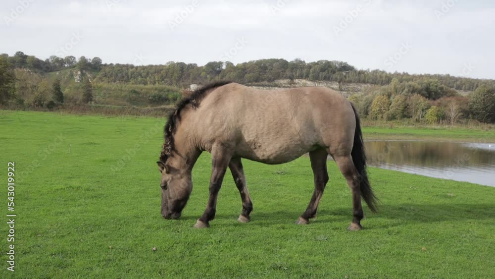 Polish Konik horse grazing on green grass in Eijsder Beemden Nature Reserve, pond and autumn trees in the background, thick mane and gray fur, autumn day in Eijsden, South Limburg, Netherlands Polish Konik horse grazing on green grass in Eijsder Beemden Nature Reserve, pond and autumn trees in the background, thick mane and gray fur, autumn day in Eijsden, South Limburg, Netherlands