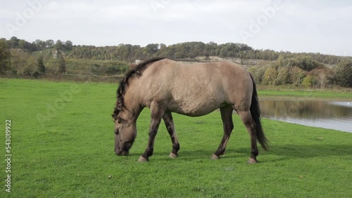 Polish Konik horse grazing on green grass in Eijsder Beemden Nature Reserve, pond and autumn trees in the background, thick mane and gray fur, autumn day in Eijsden, South Limburg, Netherlands photo