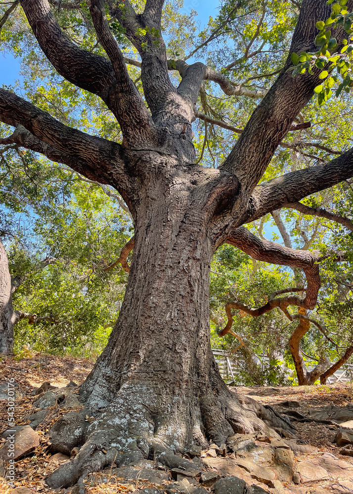 Large Oak Tree in Reservoir Canyon, San Luis Obispo County