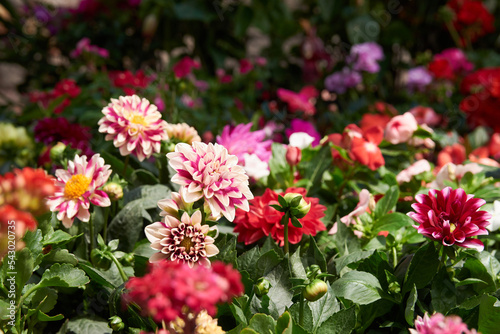 Tableau sur toile flowers springtime gardening blossom, rose-garden season freshness