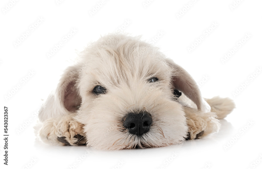 puppy miniature schnauzer in studio puppy miniature schnauzer in studio