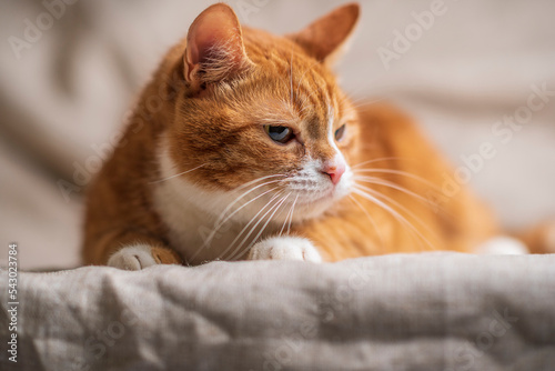 Beautiful purebred fluffy red domestic cat close-up.