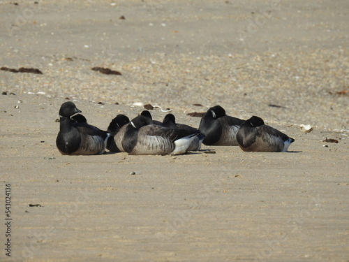 Atlantic Brant Geese relaxing on the shores of the Sandy Hook Bay, in Monmouth County, New Jersey.
