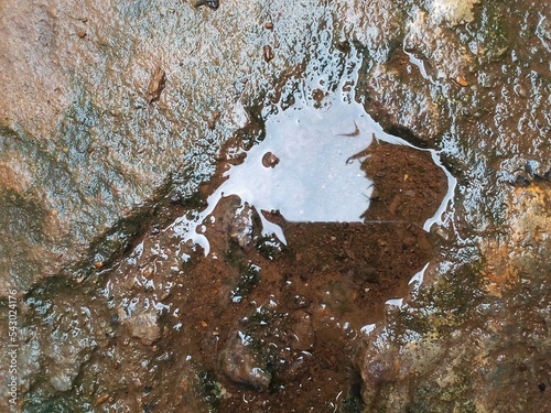 bark of a tree