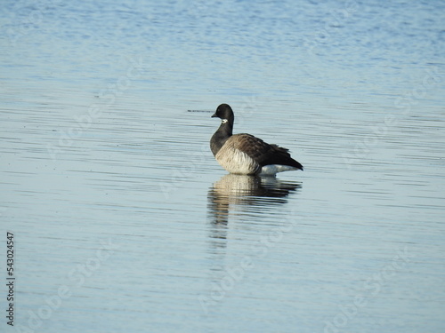 Atlantic Brant Goose standing in the tidal estuarine waters of the Sandy Hook Bay, Gateway National Recreation Area, Monmouth County, New Jersey. photo