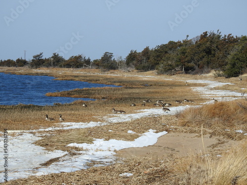 The beautiful winter scenery of the shoreline along the Sandy Hook Bay, with Canadian Geese enjoying the tidal wetland habitat, Monmouth County, New Jersey.