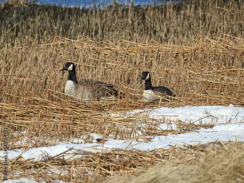 A pair of Canadian geese relaxing in the wetland reeds on the shores of Sandy Hook, Gateway National Recreation Area, Monmouth County, New Jersey. photo