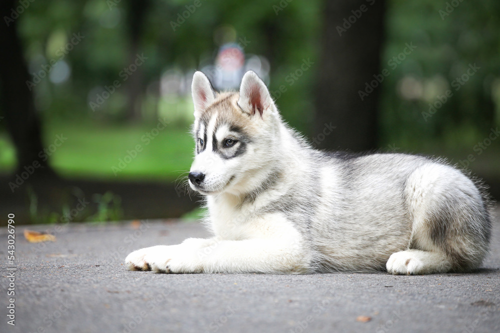 Obraz premium Siberian Husky puppy in the park