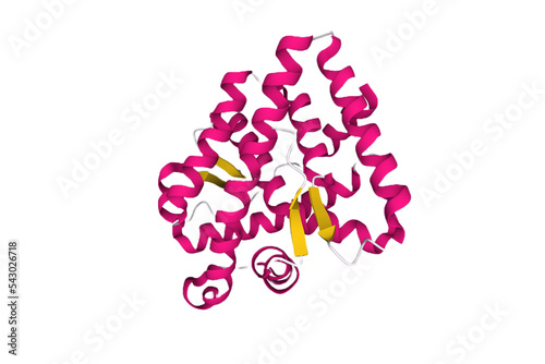 Structure of the human androgen receptor, 3D cartoon model with the differently colored elements of the secondary structure photo