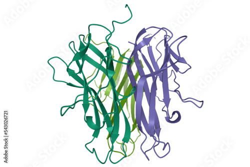 Obraz na plátně Crystal structure of the human CD40 ligand homotrimer, 3D cartoon model