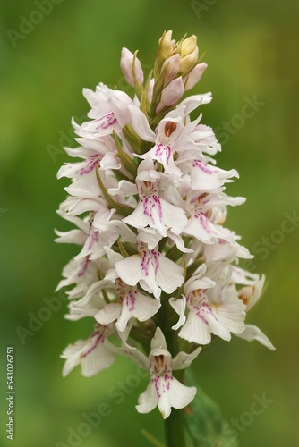 Vertical closeup on the Common spotted orchid, Dactylorhiza fuch photo