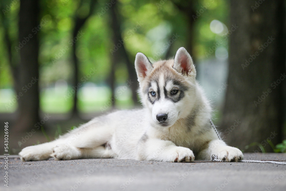 Obraz premium Siberian Husky puppy in the park