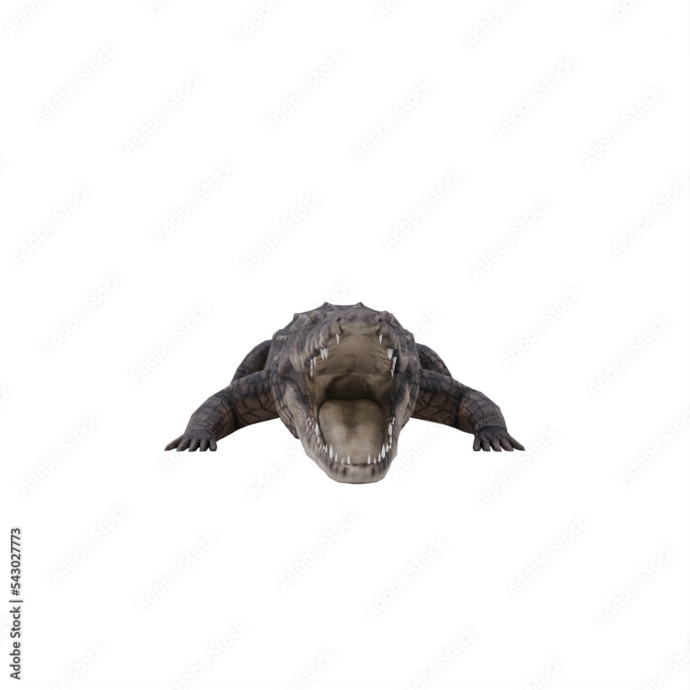 crocodile isolated