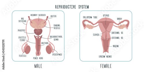 Structure of male and female genital organs. Anatomy of penis and vagina. Sex education. Reproductive system. Аndrology, gynecology and urology