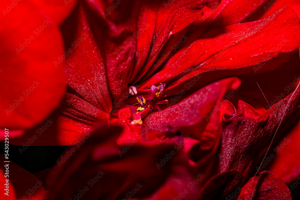 © Zdenek - macro of a red flower © Zdenek - macro of a red flower