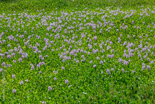 Huge panoramic view of a blossom hyacinth field and flower, Wild-type Hyacinthus orientalis, an aquatic plant recognized as a river pest photo