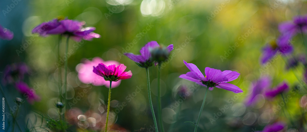 dewy cosmos flowers and grass with nice soft artistic bokeh - autumnal picture