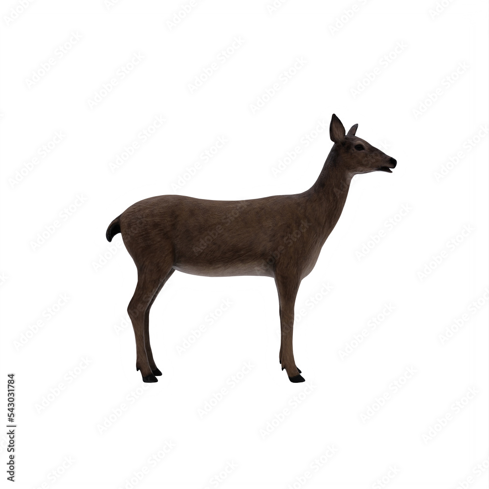 Fototapeta premium Deer female isolated